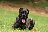 CANE CORSO 944